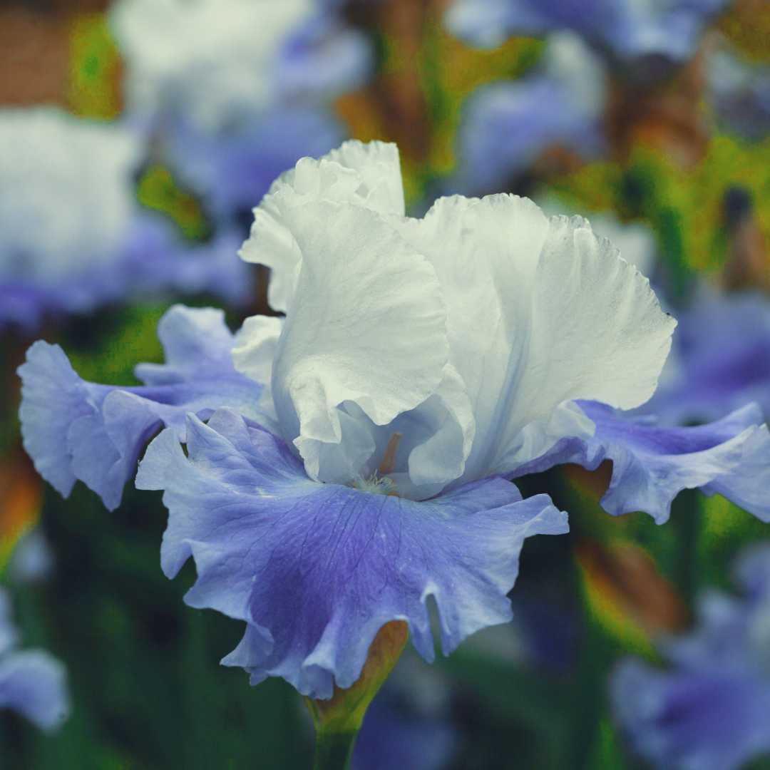 Iris Accord