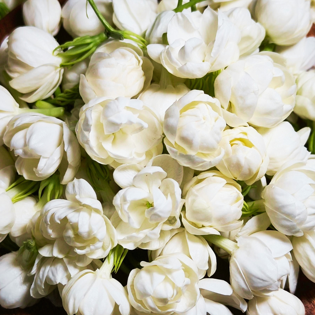 Jasmine Blossom Accord