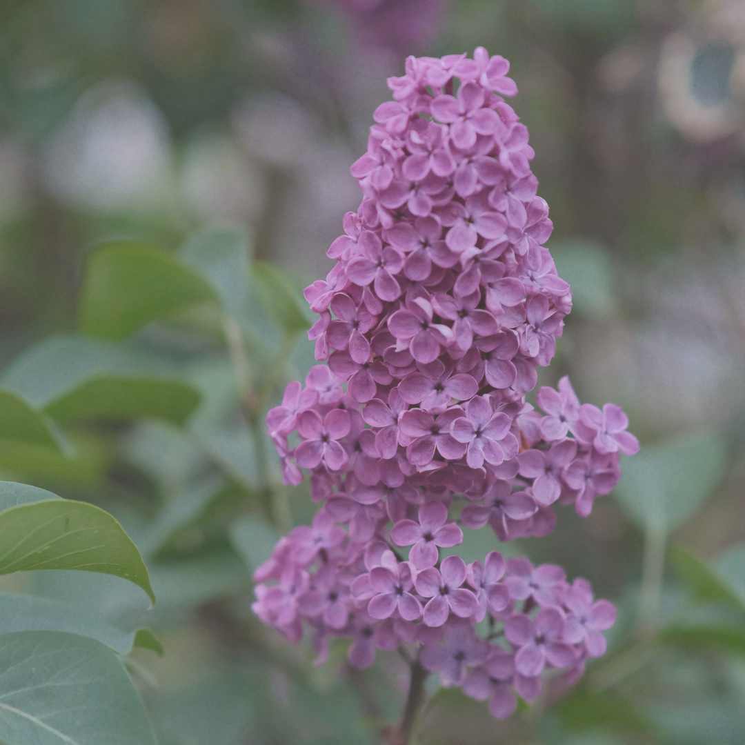 Lilac Accord