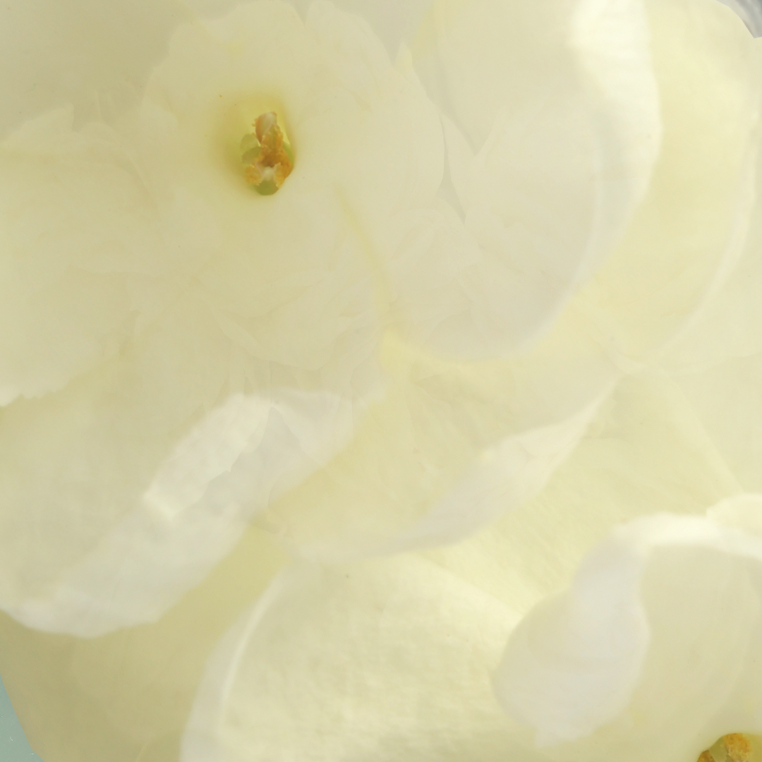 Hedione® (Radiant Jasmine Molecule)