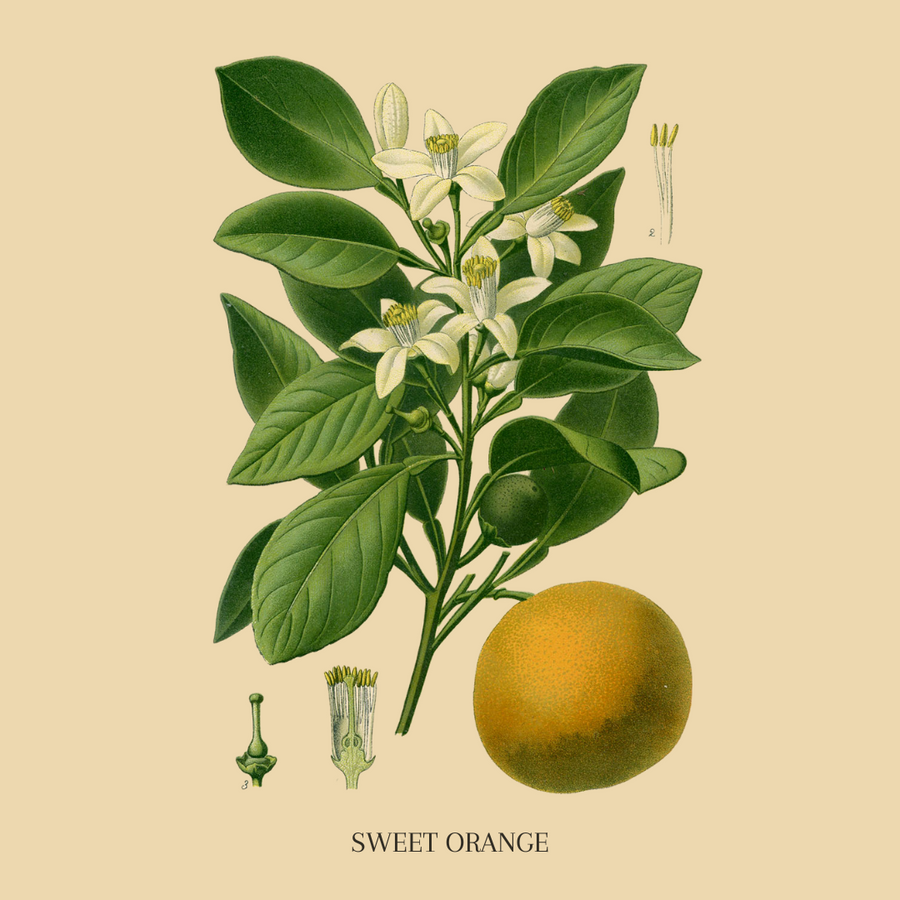 Orange, Sweet Essential Oil
