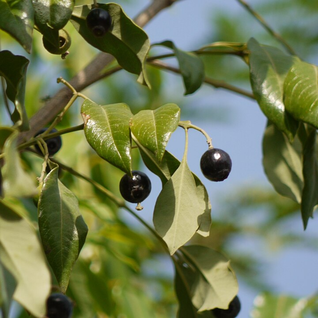 Sandalwood Album Essential Oil (Indian)