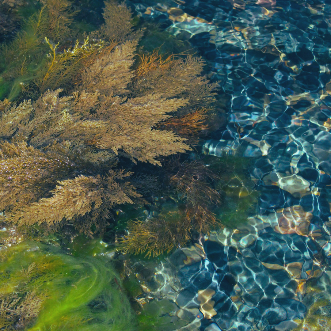 Seaweed Accord