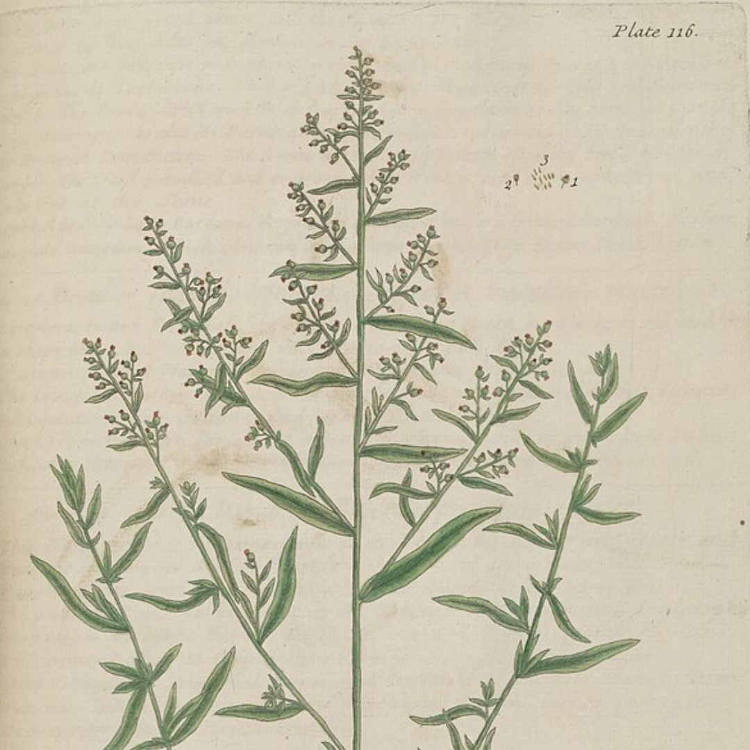 Tarragon Essential Oil