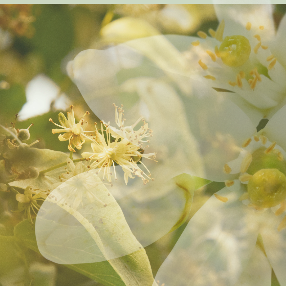 Verdantiol - Linden flowers and Orange Blossom