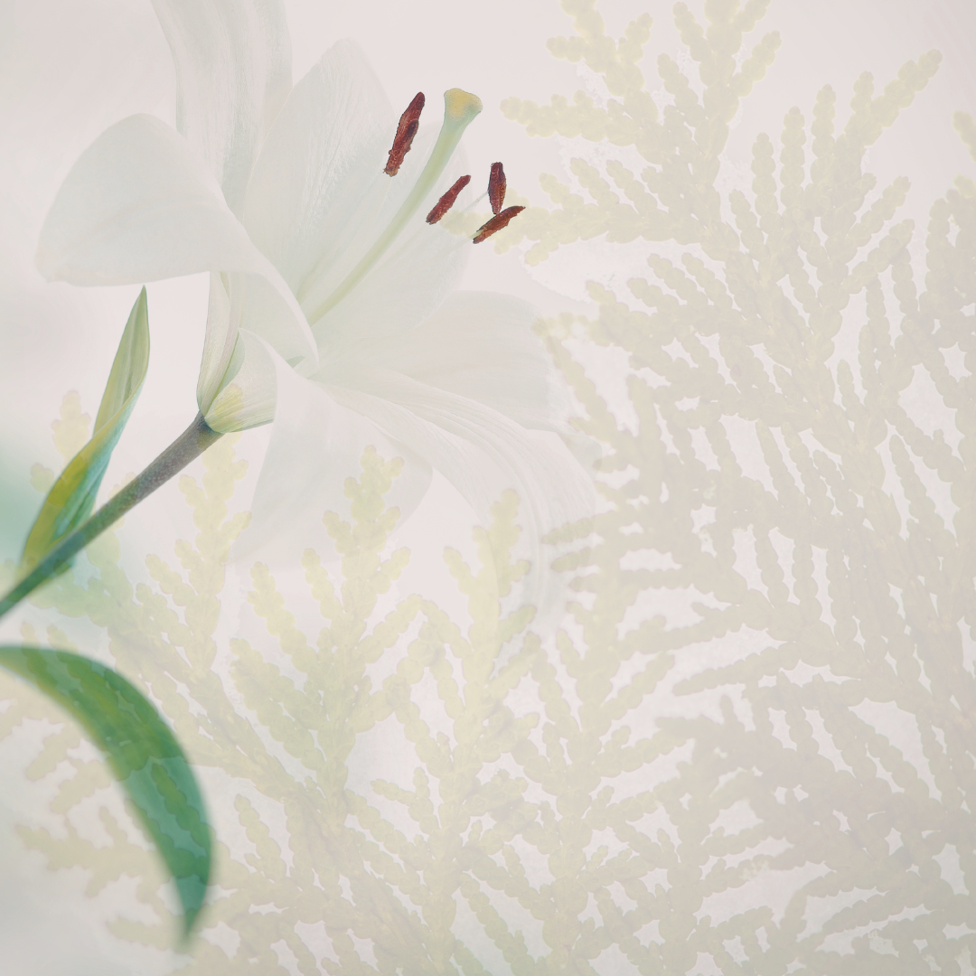 Close-up of a white lily flower with a textured light background