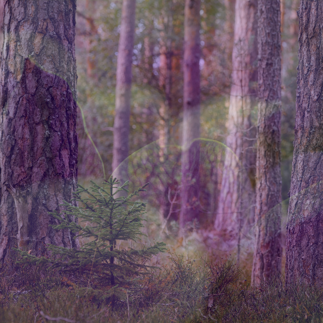 Koavone® (Woody Amylene)