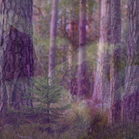 Koavone® (Woody Amylene)