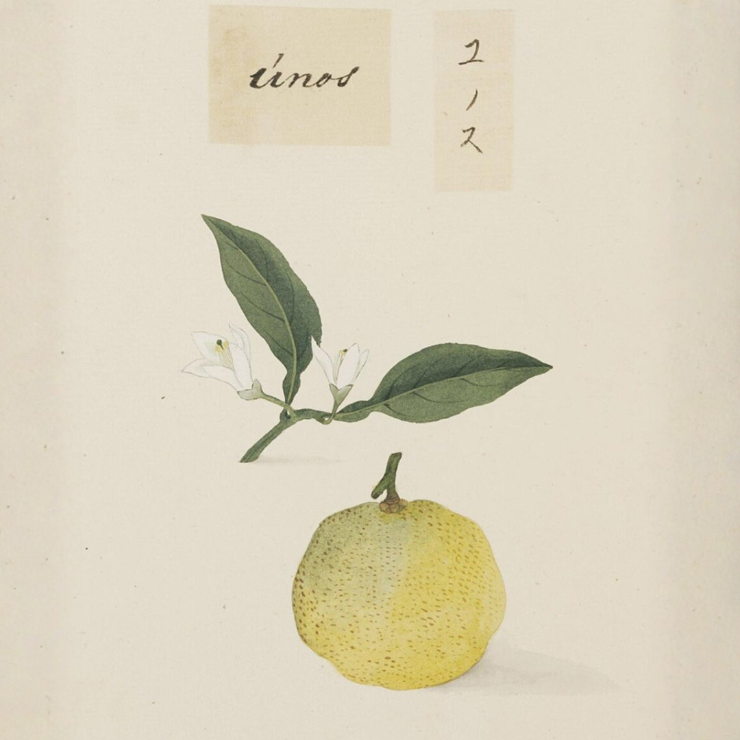 Yuzu (Yuja) Essential Oil