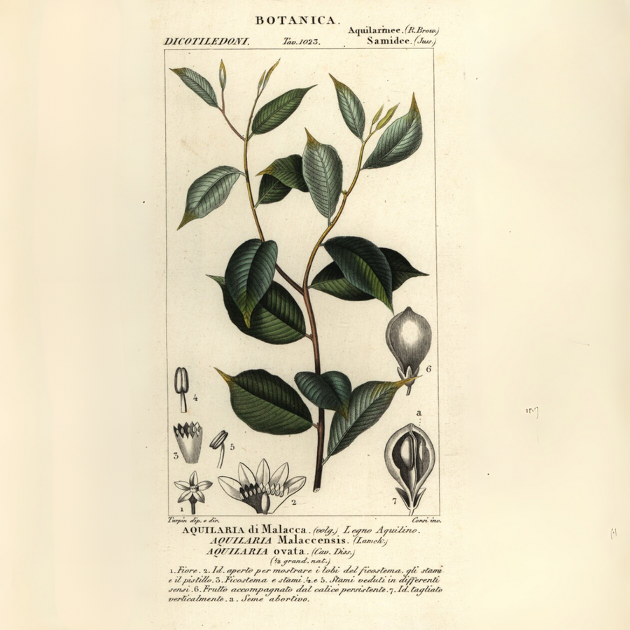 Agarwood (Oud) Essential Oil