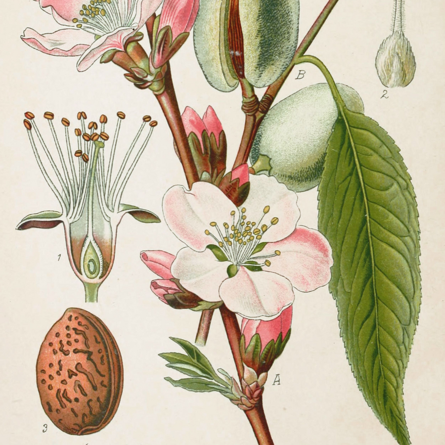 Almond Fragrance Oil