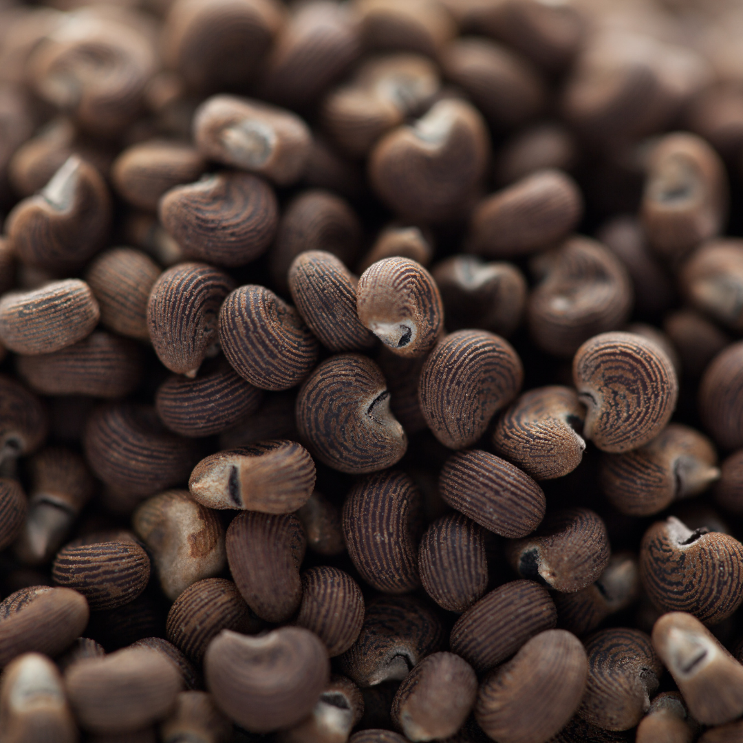 Ambrette Seed Accord