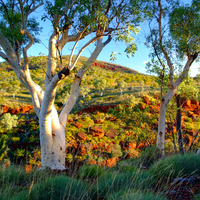 Australian Botanicals Bundle (5 full size essential oils)
