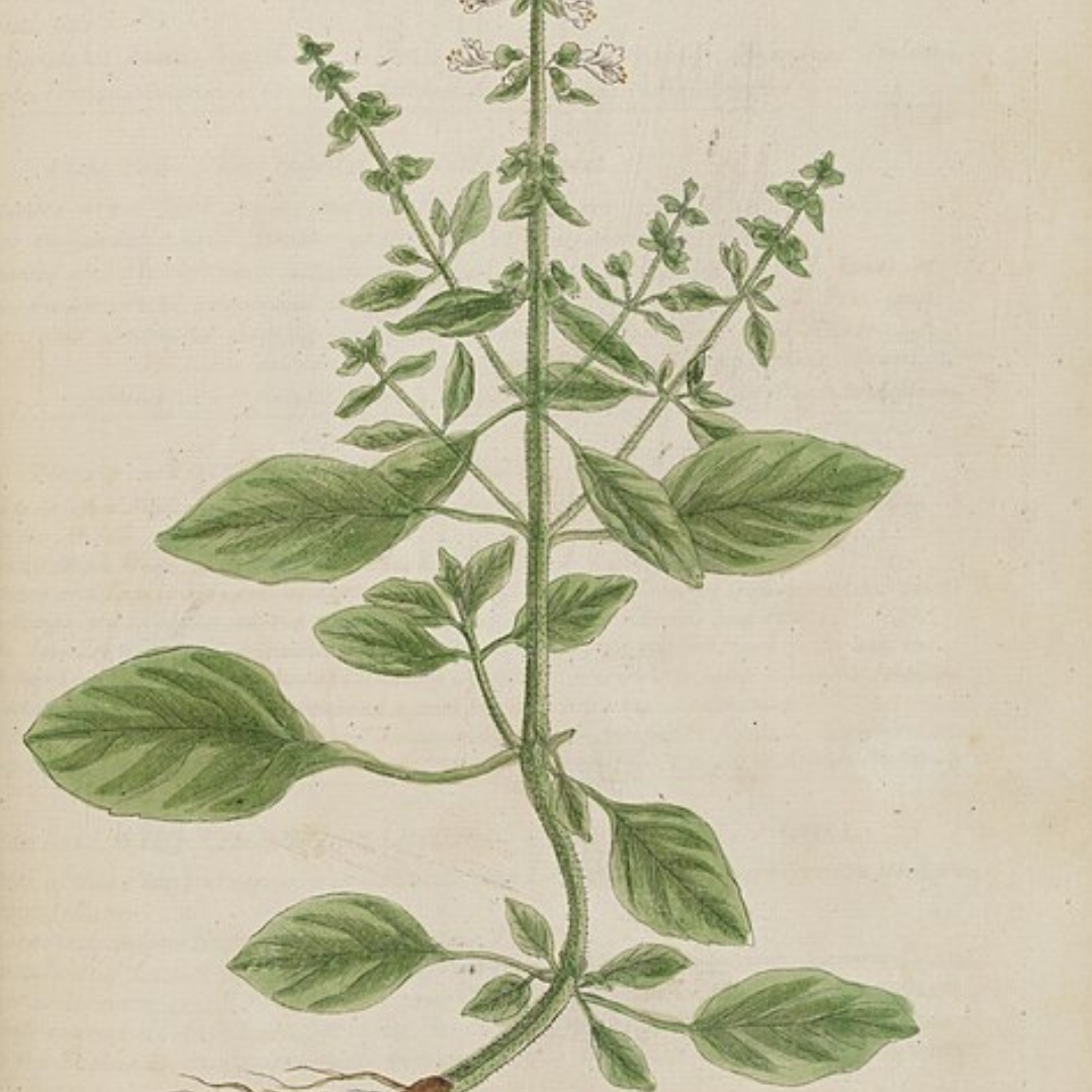 Basil Essential Oil
