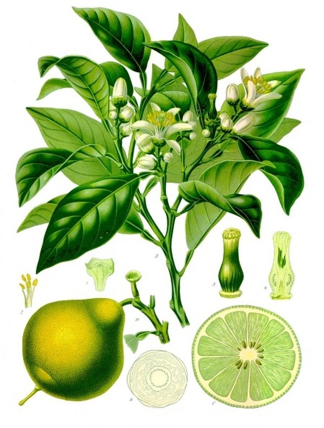 Bergamot Essential Oil