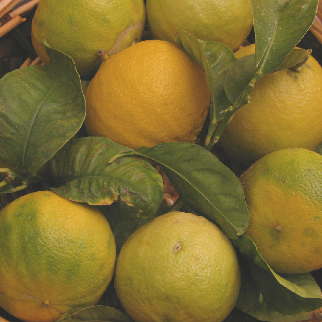 Bergamot Essential Oil (Premium)