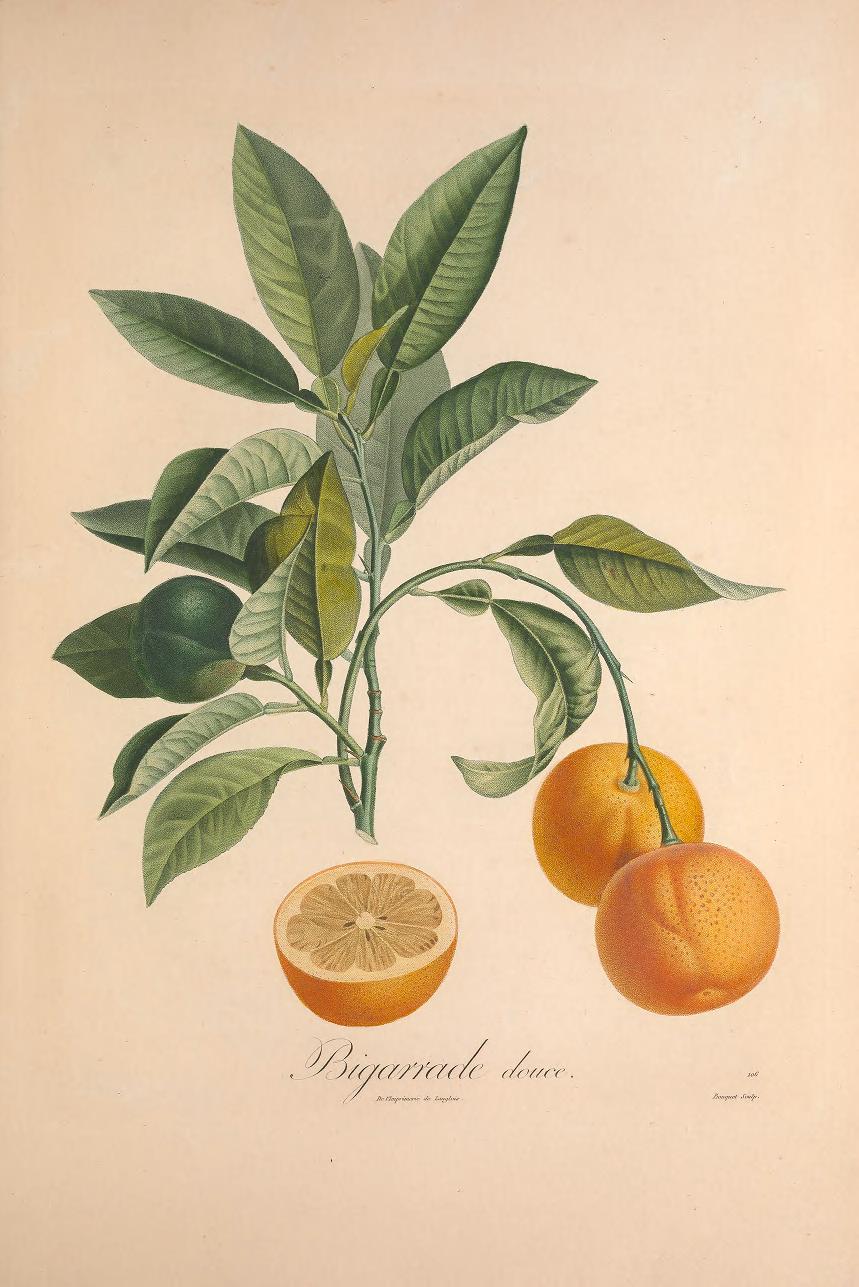 Petitgrain Essential Oil