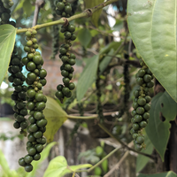 Pepper, Black Essential Oil