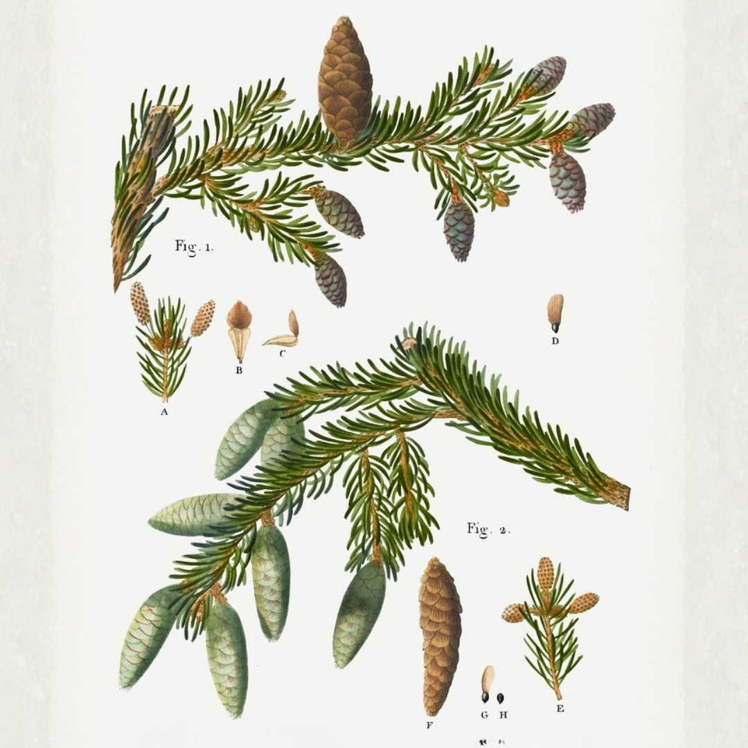 Black Spruce Essential Oil