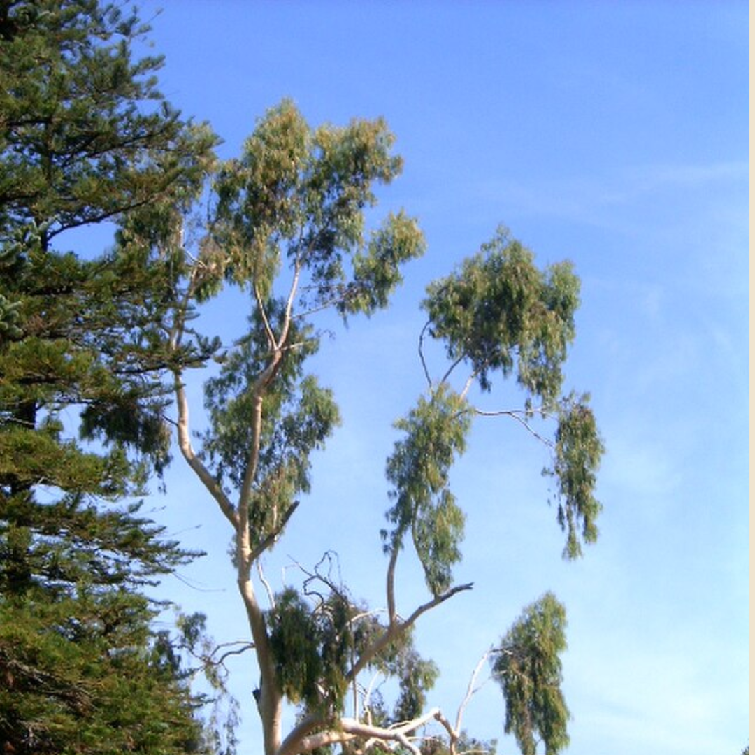 Blue gum eucalyptus trees against a blue sky