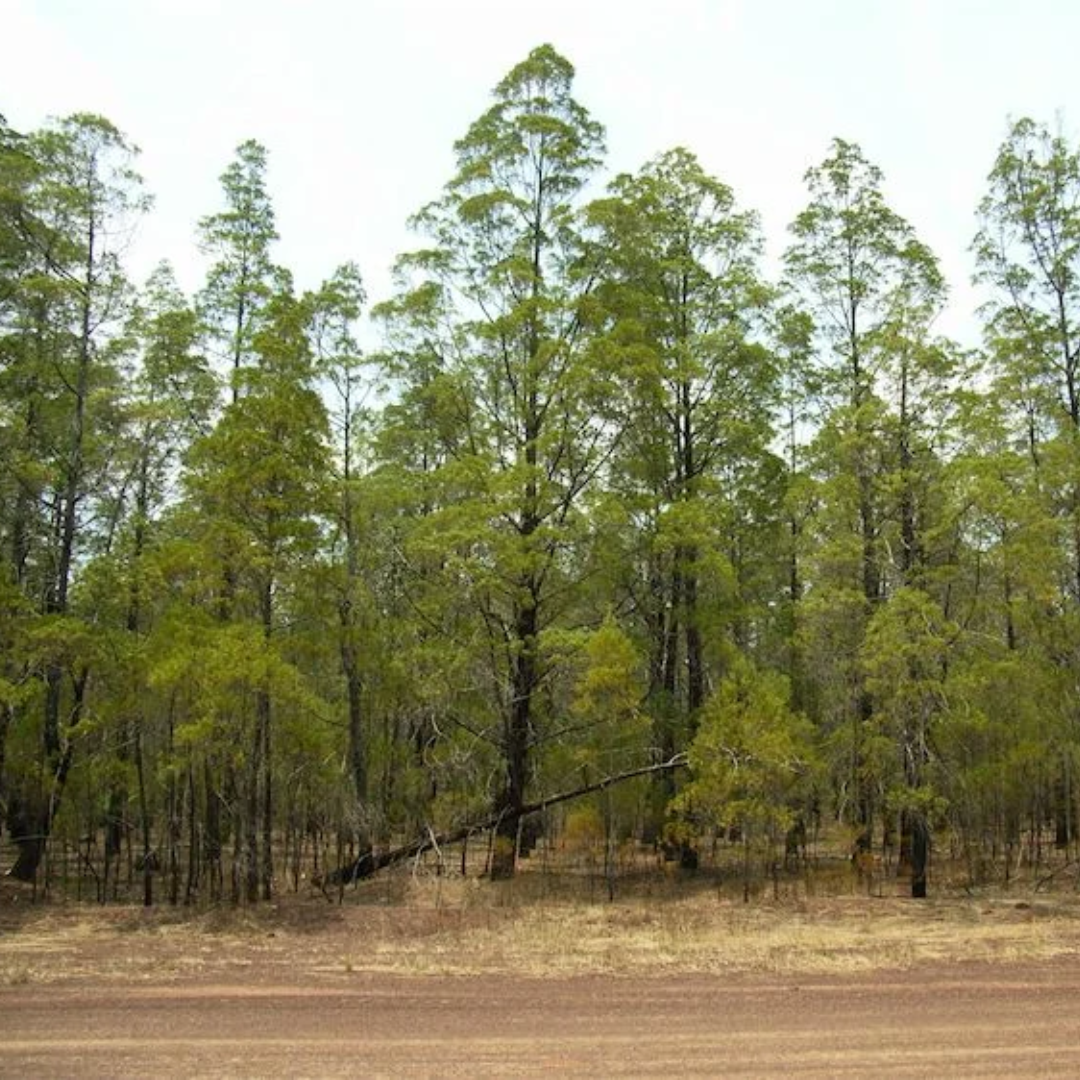 Cypress, Blue Essential Oil