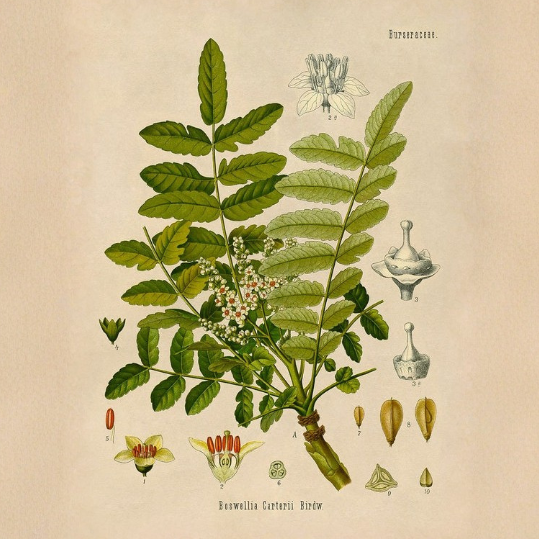 Botanical illustration of the Boswellia serrata frankincense tree with compound leaves