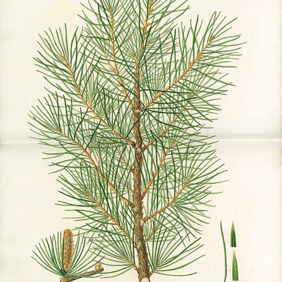 Botanical illustration of a Himalayan cedar branch with needles