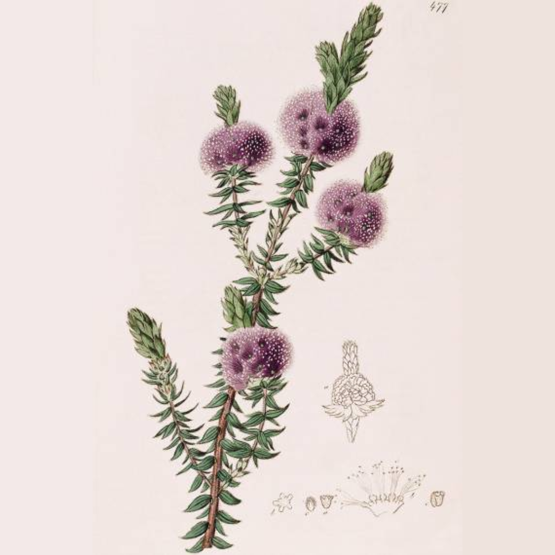 Botanical illustration of honey myrtle with small pink flowers
