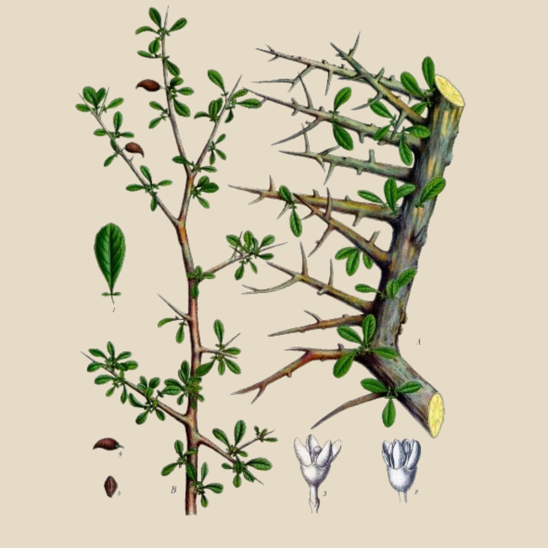 Botanical illustration of the myrrh tree, Commiphora, with thorny branches