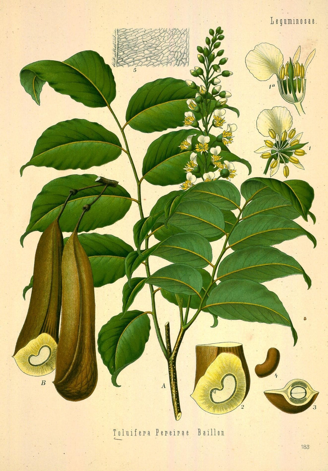 Botanical illustration of the Peru balsam tree with leaves and seed pods