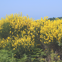 Broom (Genet) Accord