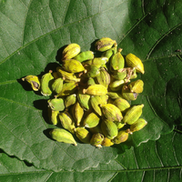 Cardamom Essential Oil