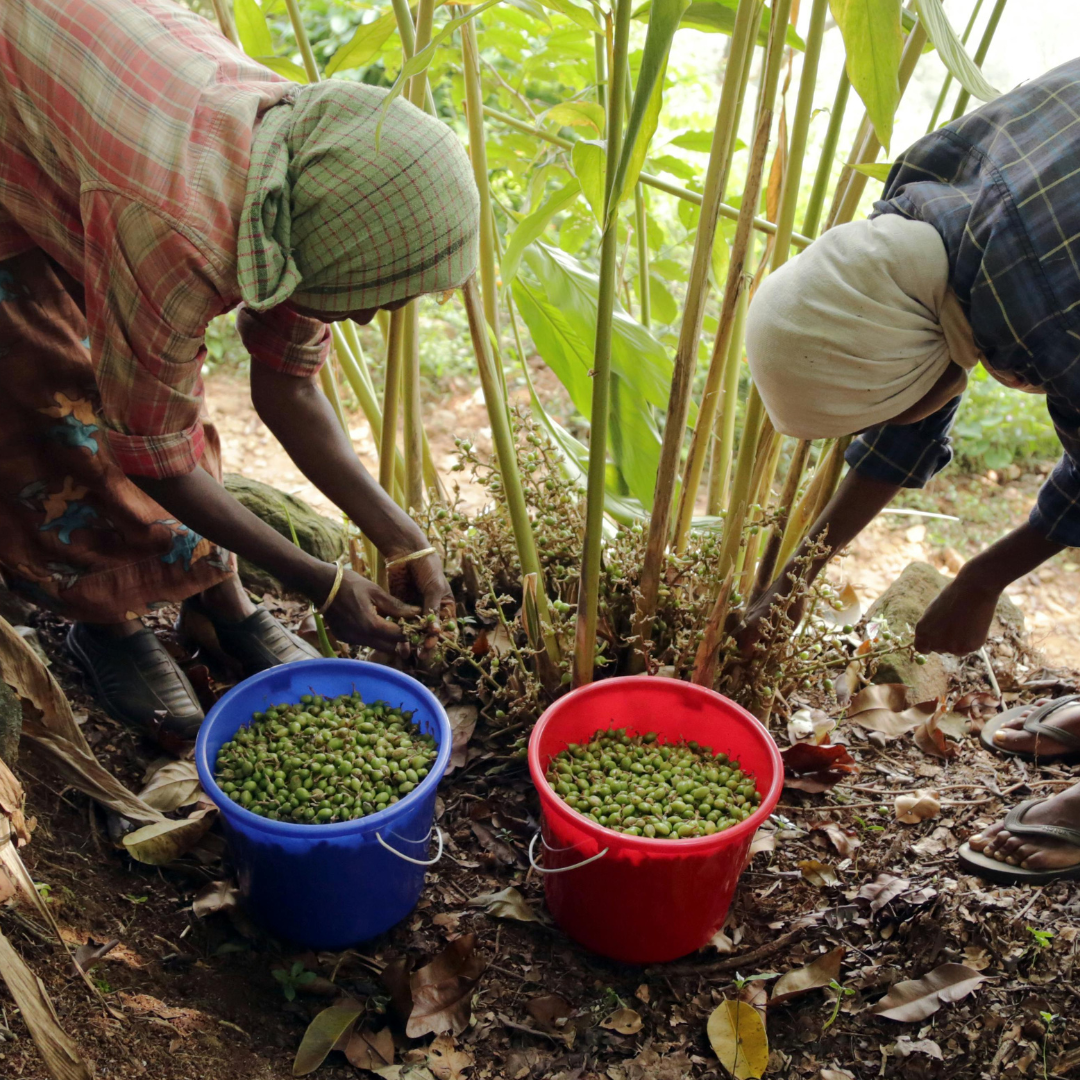 Cardamom Essential Oil