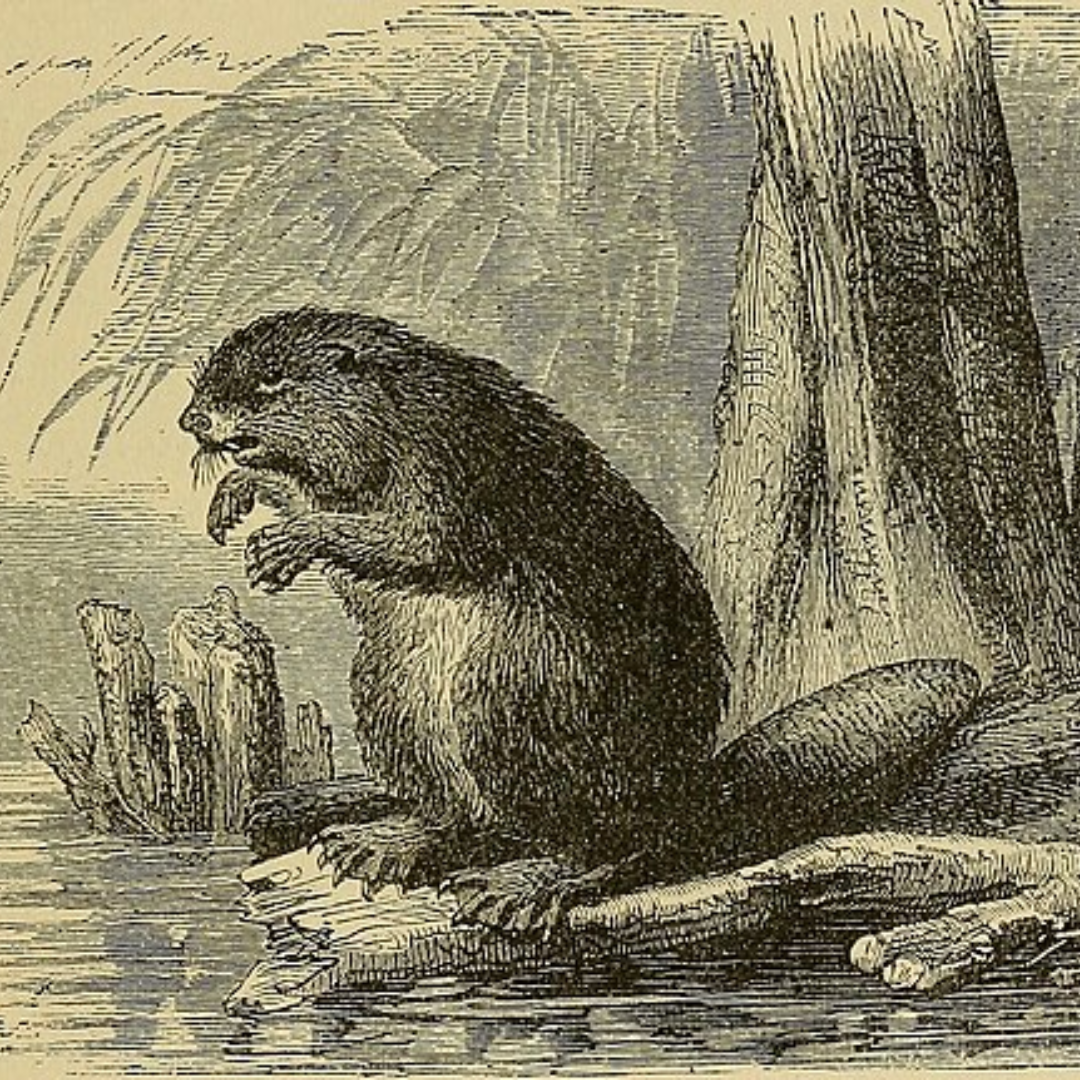 Castoreum Replacer