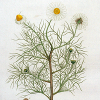 Chamomile, Blue Essential Oil