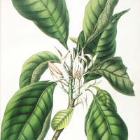 Champaca Flower (White) Essential Oil