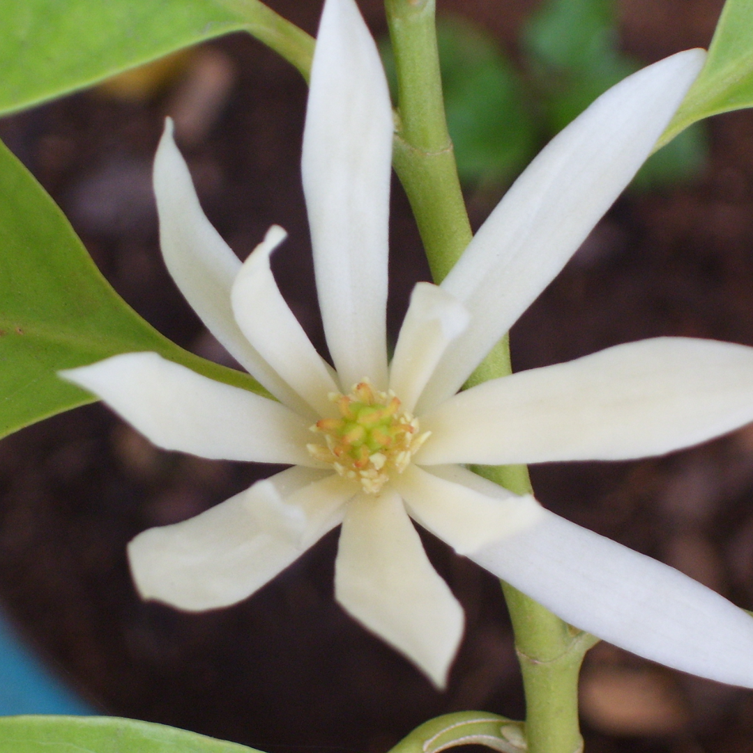 Champaca Flower (White) Essential Oil