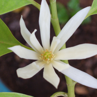 Champaca Flower (White) Essential Oil