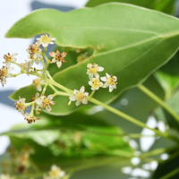 Cinnamon Leaf Essential Oil