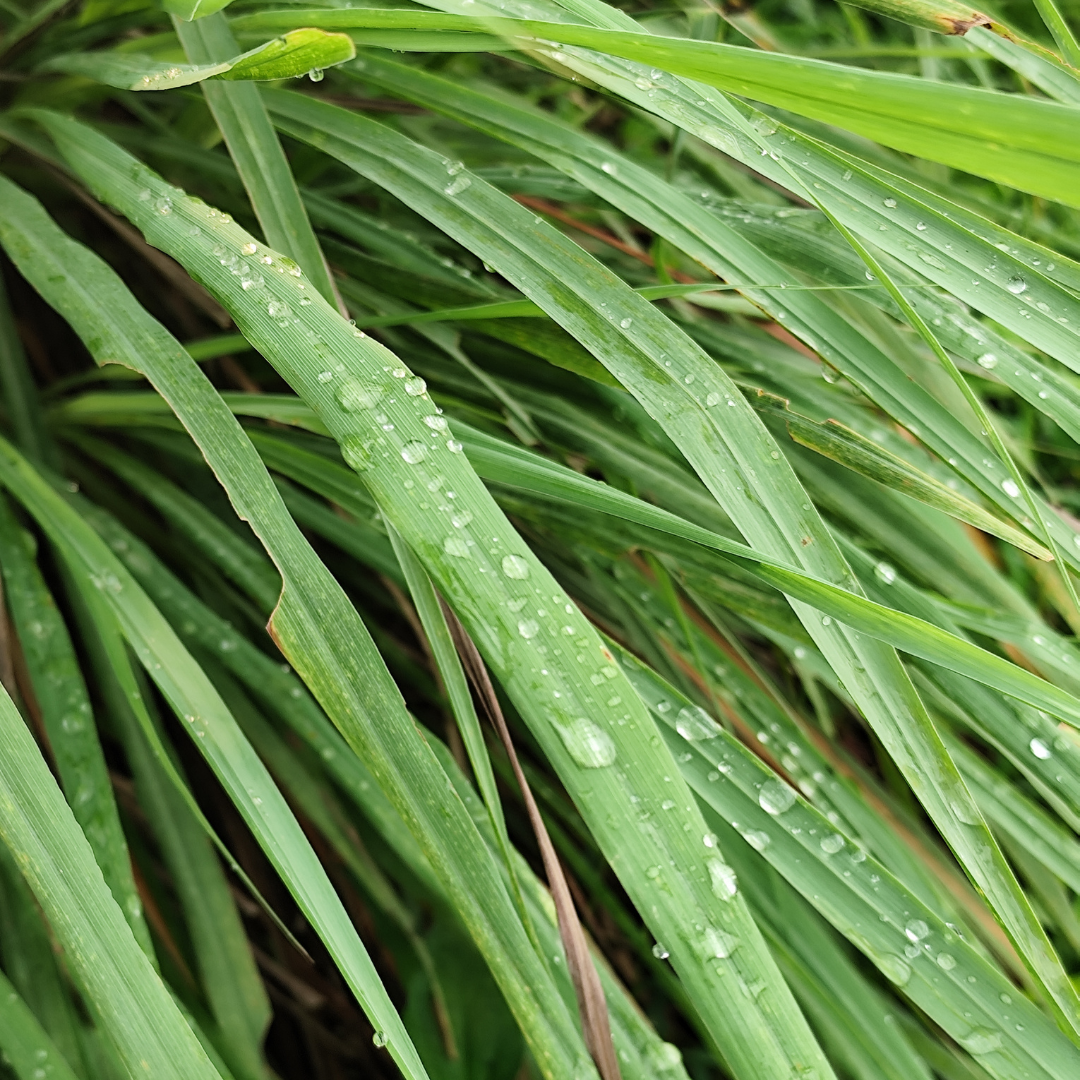 Citronella, Java Essential Oil