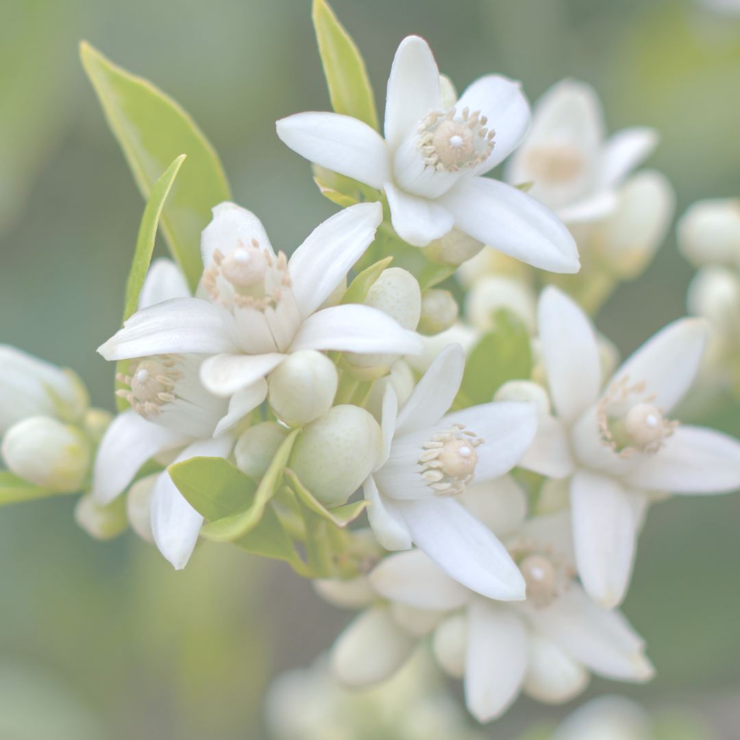 Citrus Blossom Accord