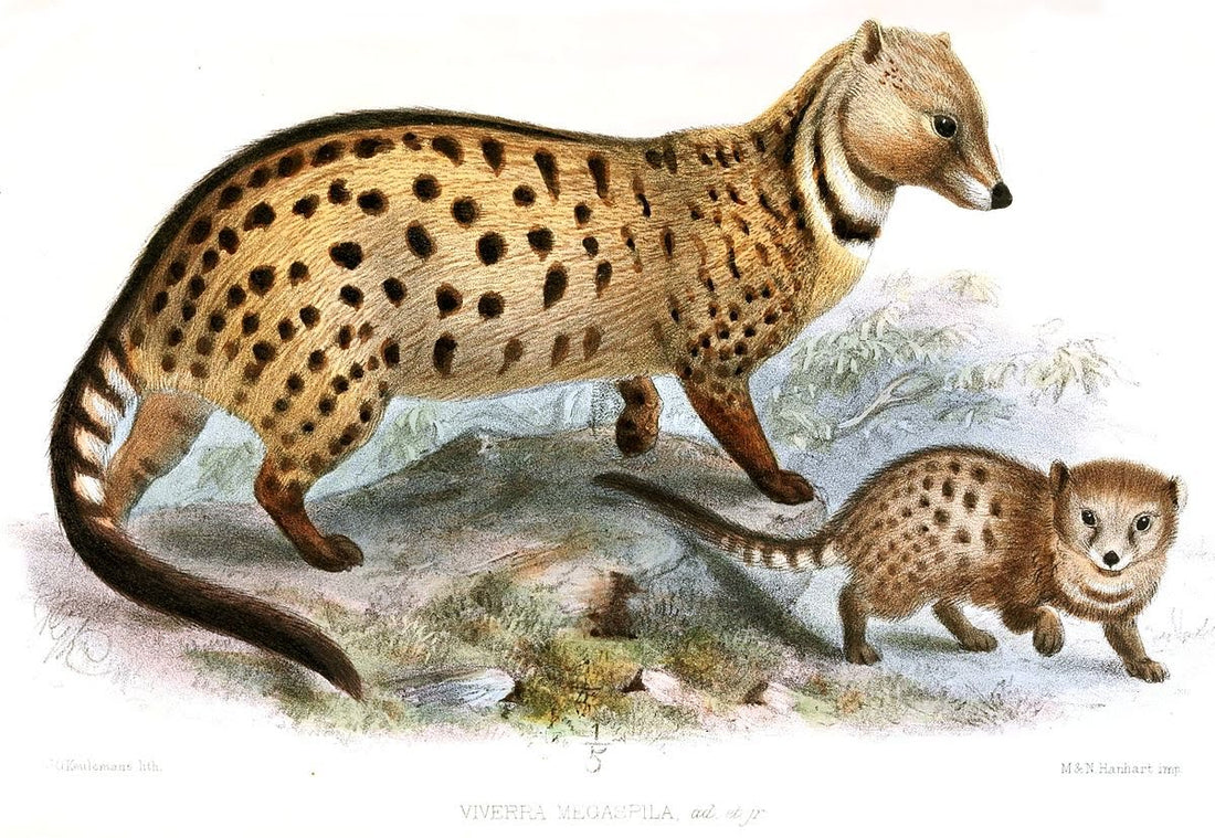 Civet Absolute Replacer