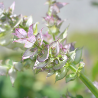 Clary Sage Essential Oil