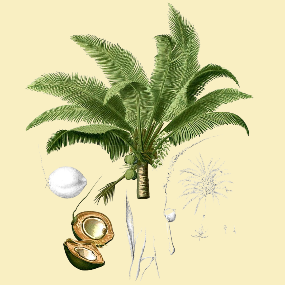 MCT (Fractionated Coconut) Oil