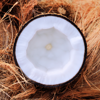 Coconut Accord