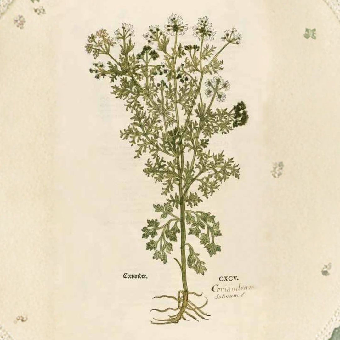 Coriander Essential Oil