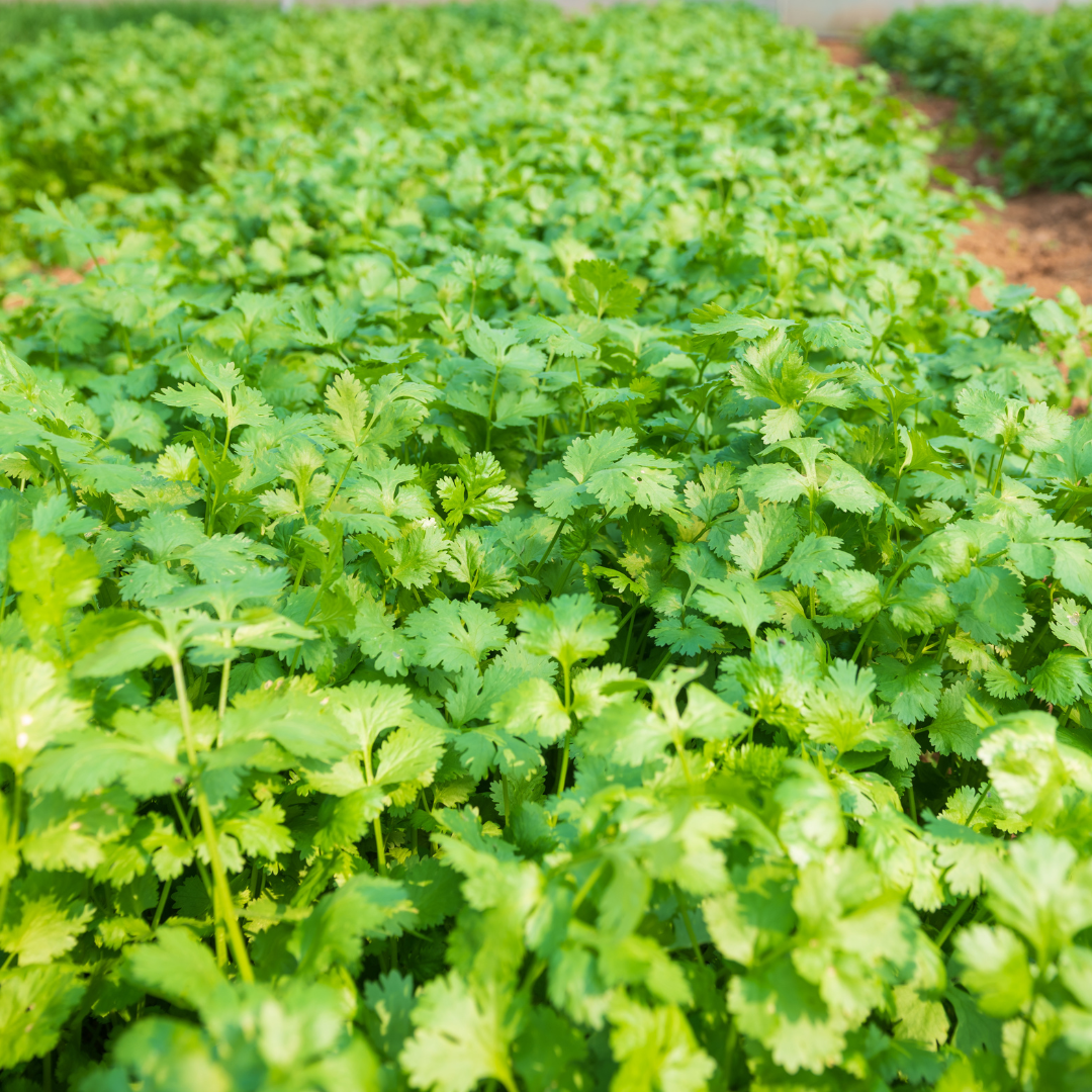 Coriander Essential Oil
