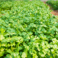 Coriander Essential Oil