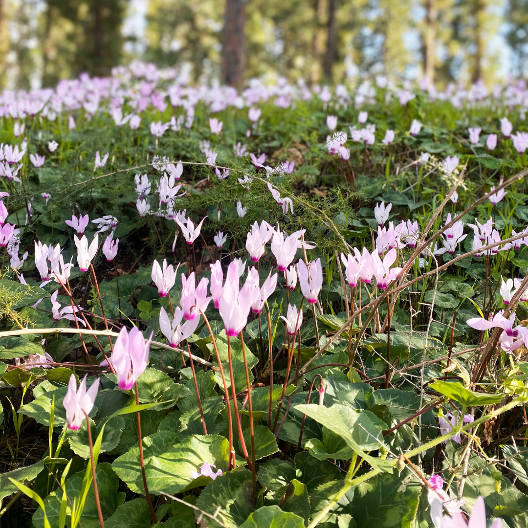 Cyclamen Aldehyde