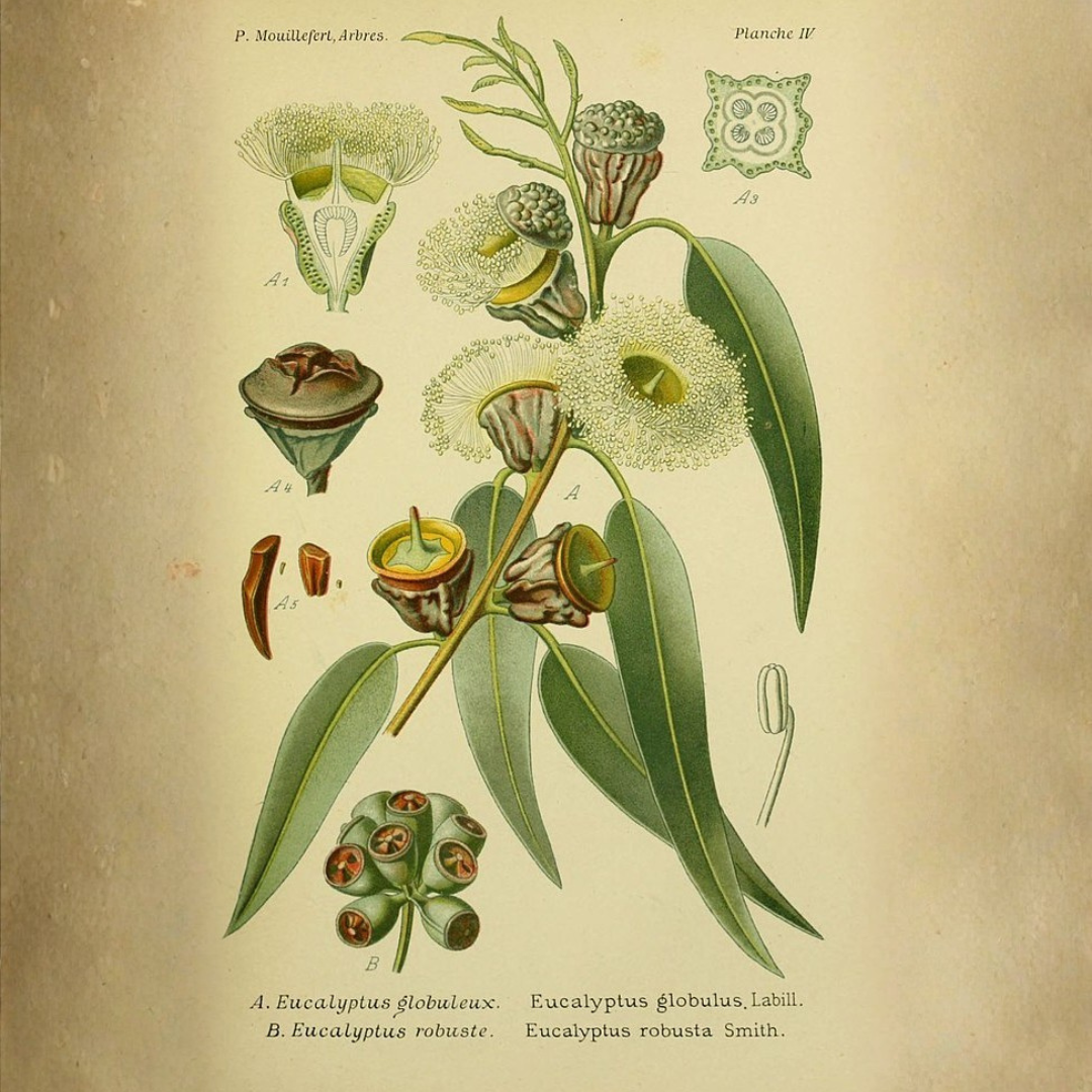 Eucalyptus, Blue Gum Essential Oil